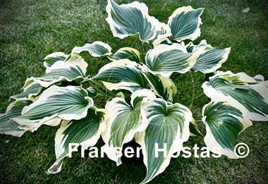 Hosta Coastal Treasure